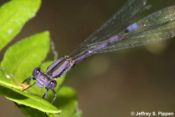 Variable Dancer (Argia fumipennis)