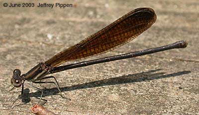 Variable Dancer (Argia fumipennis)