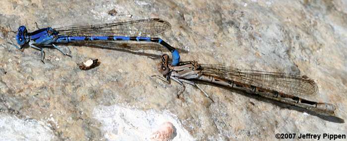 Vivid Dancer (Argia vivida)