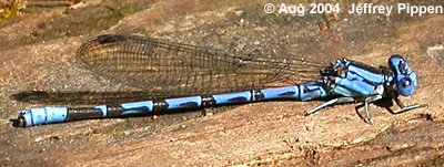 Vivid Dancer (Argia vivida)