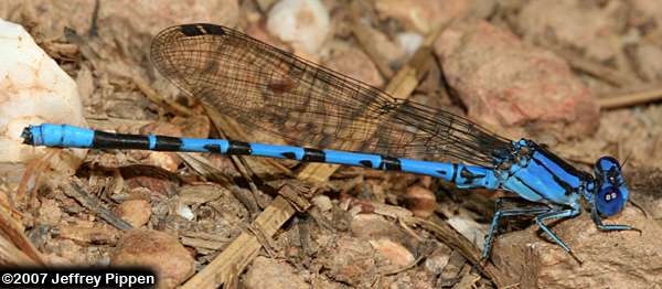 Vivid Dancer (Argia vivida)