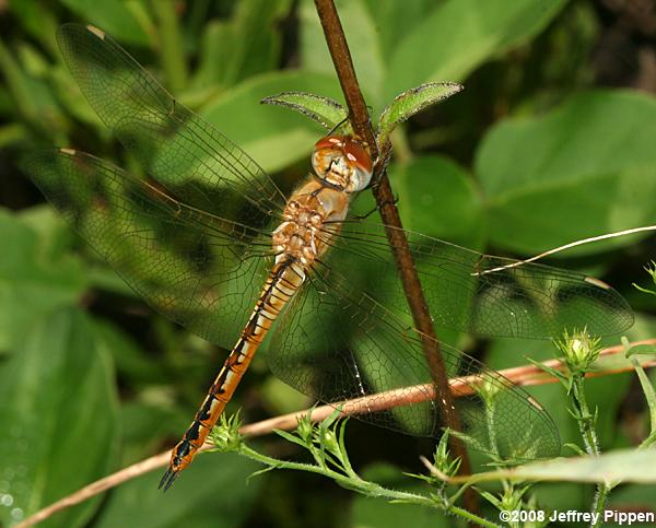Wandering Glider (Pantala flavescens)