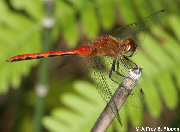 White-faced Meadowhawk (Sympetrum obtrusum)