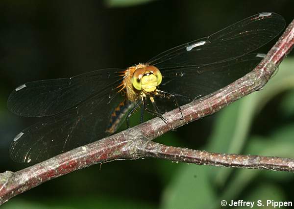 White-faced Meadowhawk (Sympetrum obtrusum)