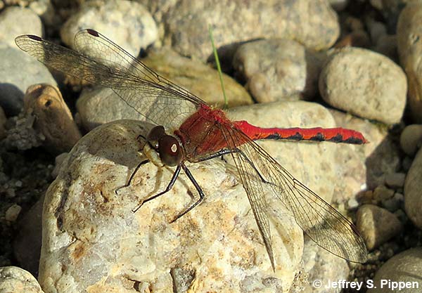 White-faced Meadowhawk (Sympetrum obtrusum)