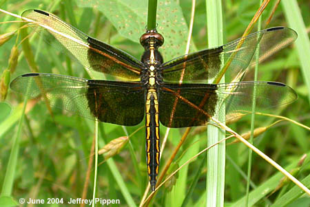 Widow Skimmer (Libellula luctuosa)