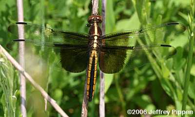 Widow Skimmer (Libellula luctuosa)