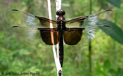 Widow Skimmer (Libellula luctuosa)