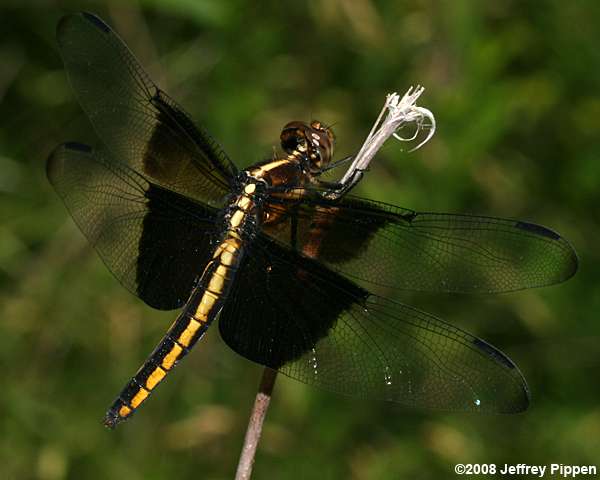 Widow Skimmer (Libellula luctuosa)
