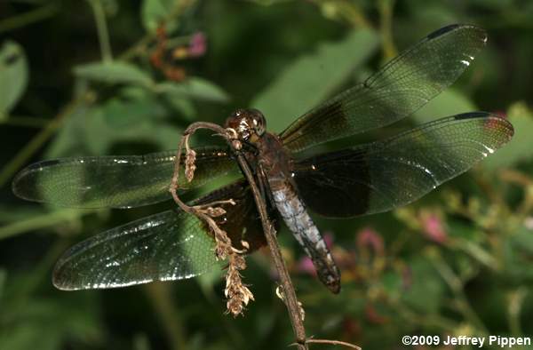 Widow Skimmer (Libellula luctuosa)