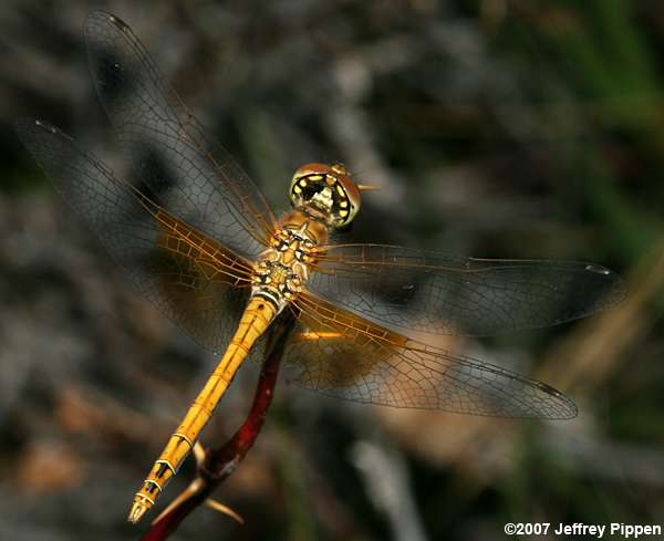 Western Meadowhawk (Sympetrum occidentale)
