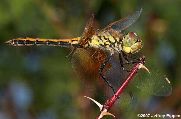 Western Meadowhawk (Sympetrum occidentale)