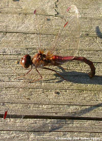 Autumn Meadowhawk (Sympetrum vicinum)