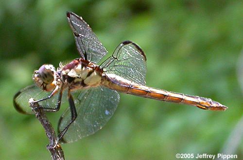 Yellow-sided Skimmer (Libellula flavida)