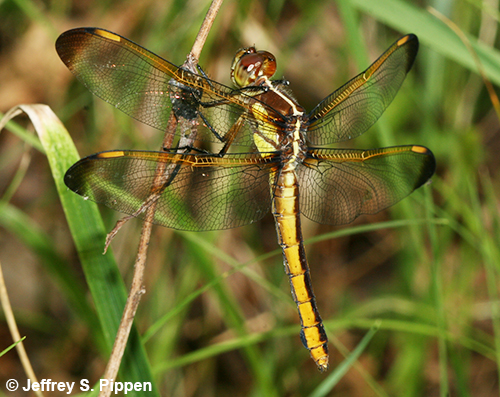 Yellow-sided Skimmer (Libellula flavida)
