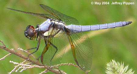 Yellow-sided Skimmer (Libellula flavida)