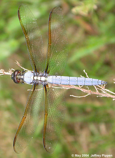 Yellow-sided Skimmer (Libellula flavida)