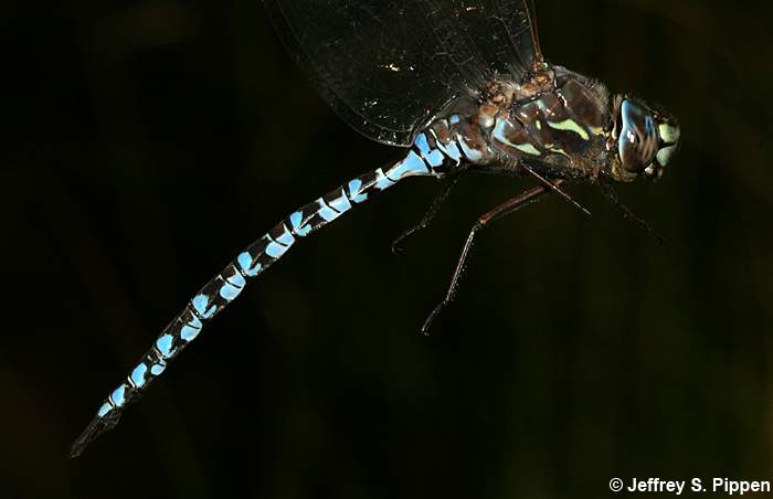 Zigzag Darner (Aeshna sitchensis)