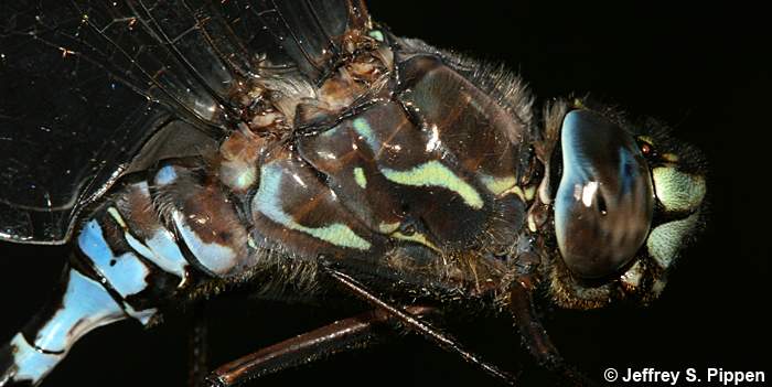 Zigzag Darner (Aeshna sitchensis)