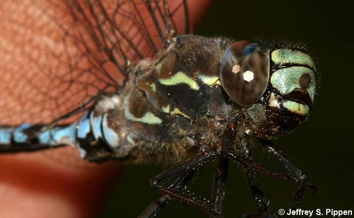 Zigzag Darner (Aeshna sitchensis)