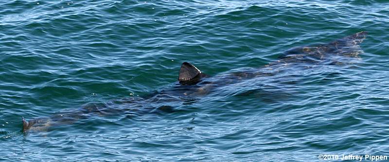 Basking Shark (Cetorhinus maximus)