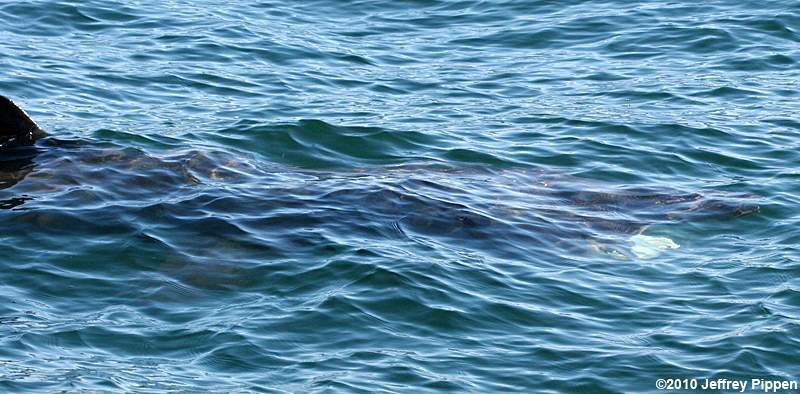 Basking Shark (Cetorhinus maximus)