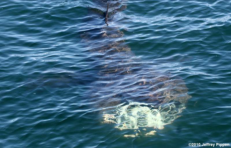 Basking Shark (Cetorhinus maximus)