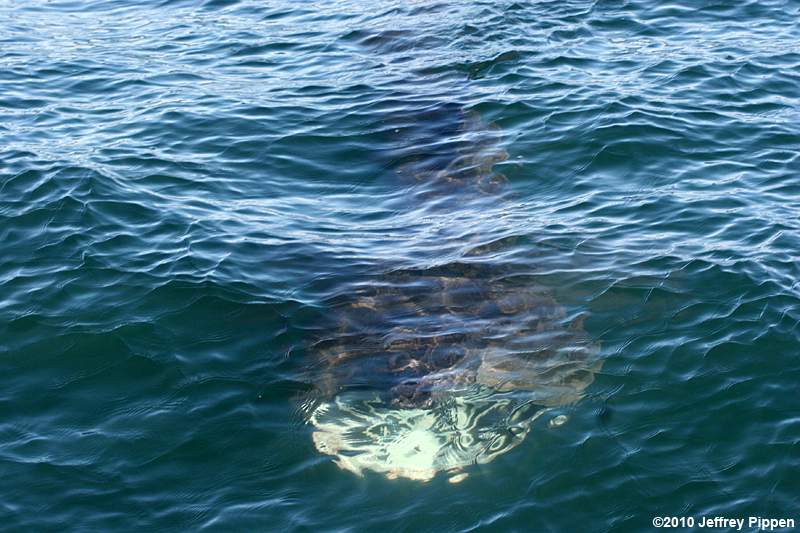 Basking Shark (Cetorhinus maximus)