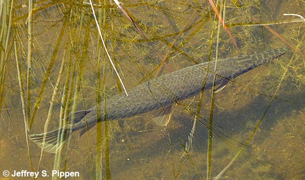 Florida Gar (Lepisosteus platyrhincus)