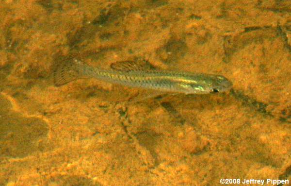 Eastern Mosquitofish (Gambusia holbrooki)