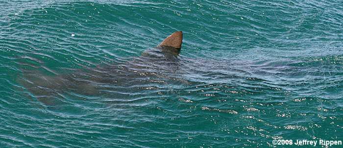 Scalloped Hammerhead Shark (Sphyrna lewini)