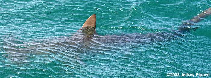 Scalloped Hammerhead Shark (Sphyrna lewini)