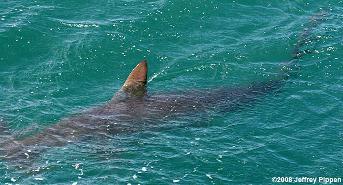 Scalloped Hammerhead Shark (Sphyrna lewini)