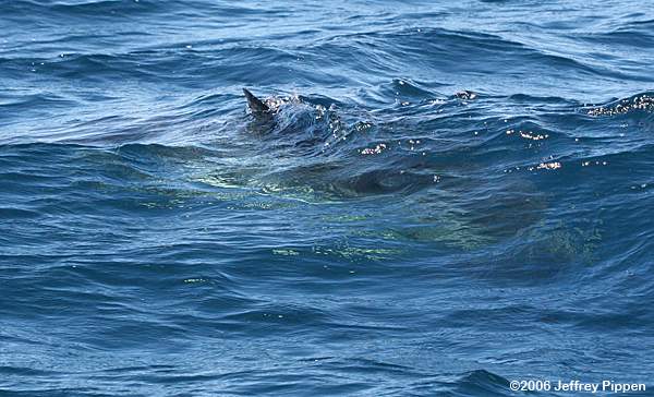 Ocean Sunfish (Mola mola)