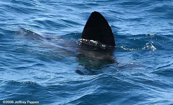 Ocean Sunfish (Mola mola)