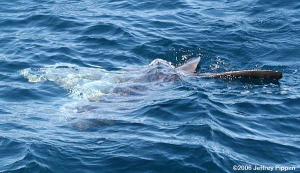 Ocean Sunfish (Mola mola)