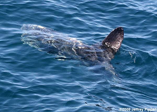 Ocean Sunfish (Mola mola)
