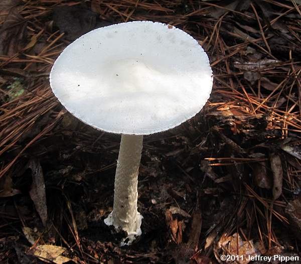 Destroying Angel, Death Angel (Amanita bisporangia)