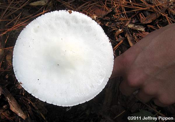 Destroying Angel, Death Angel (Amanita bisporangia)