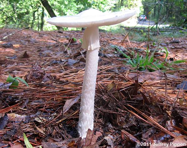 Destroying Angel, Death Angel (Amanita bisporangia)