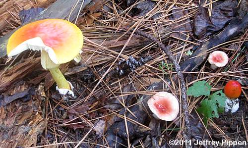 Caesar's Amanita (Amanita caesarea)