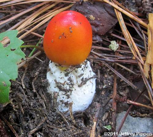 Caesar's Amanita (Amanita caesarea)