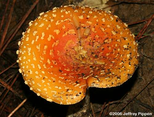 Fly Agaric (Amanita muscaria)