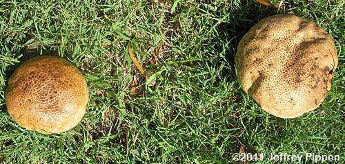 Purple-spored Puffball (Calvatia cyathiformis)