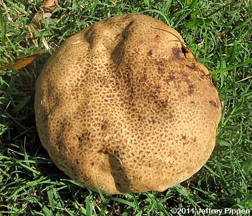 Purple-spored Puffball (Calvatia cyathiformis)