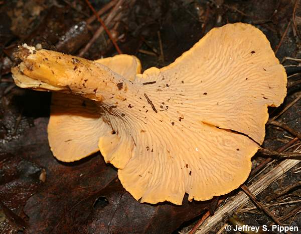 Chanterelle (Cantharellus cibarius)