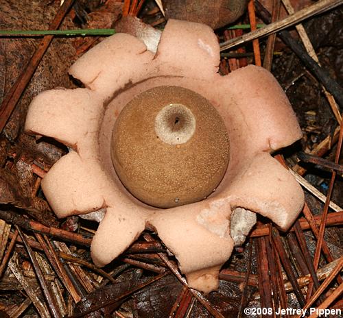 Earth Star (Geastrum saccatum)