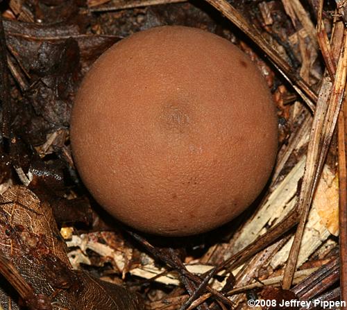 Earth Star (Geastrum saccatum)