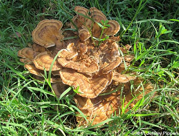 Hen-of-the-Woods (Grifola frondosa)