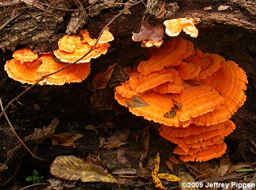 Chicken of the Woods Mushroom (Laetiporus sulphureus)